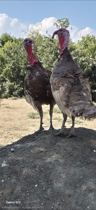 ЯЙЦА от пуйки, порода "Ред бърбън"