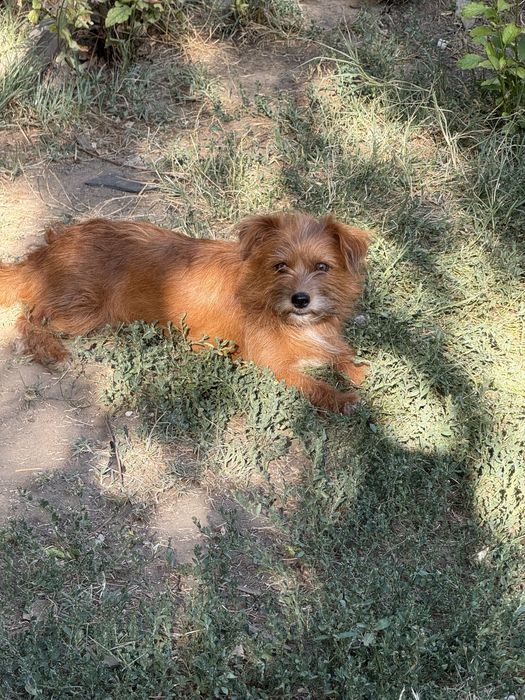 Spre adoptie 2 caini!