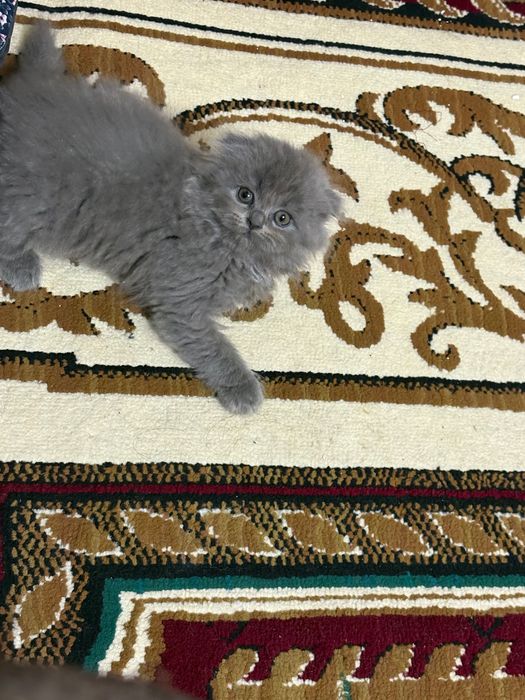 Britanskiy toza qon mushukchala sotiladi. 100 $dan