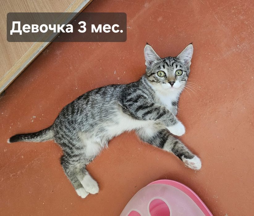 Котята бесплатно