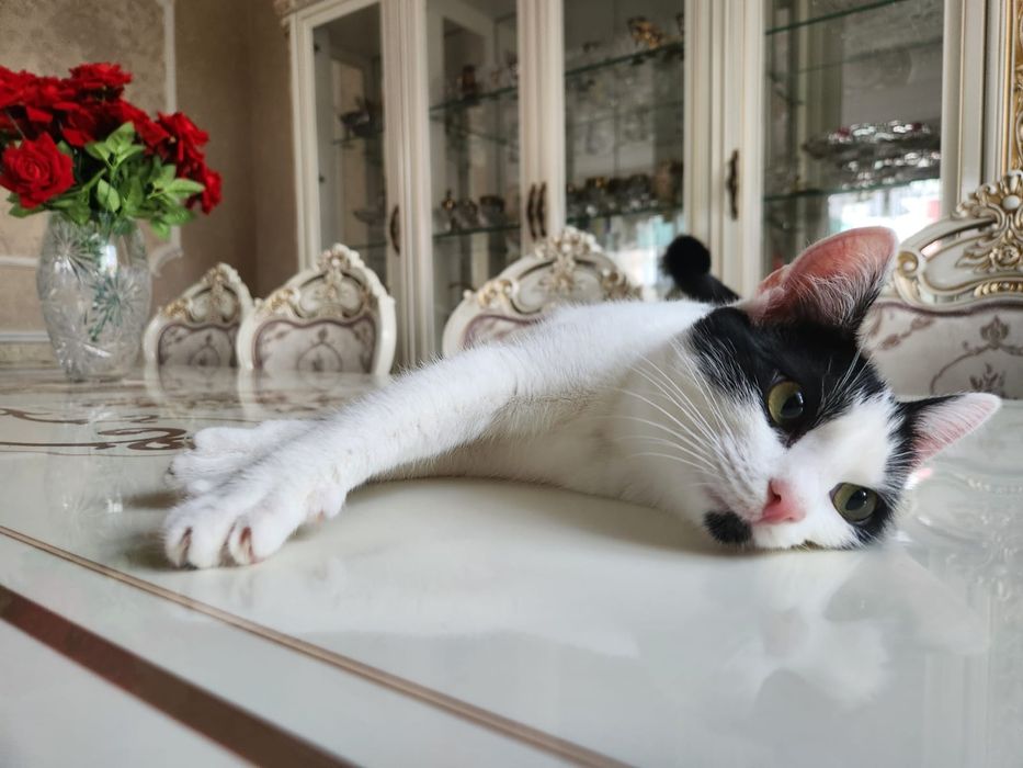 Отдам кошечку в дрбрые руки