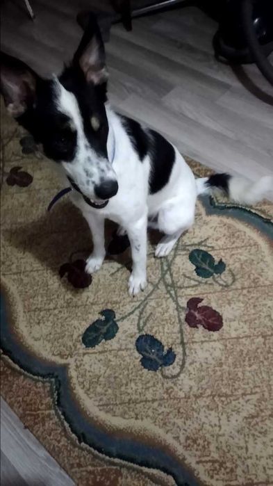 Собака в хорошие руки