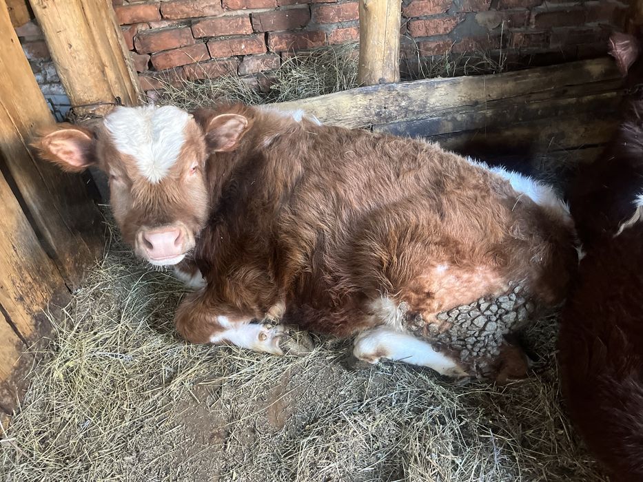 Продам быка годовалого