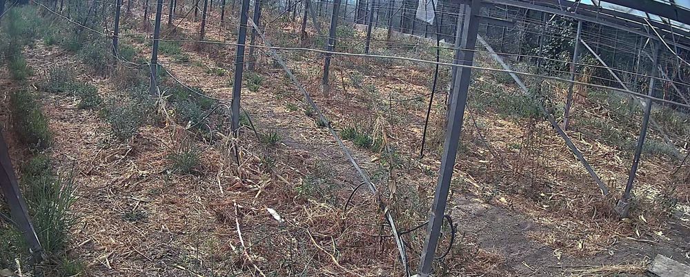 Отдавам под наем стъклена оранжерия 1.2дк.