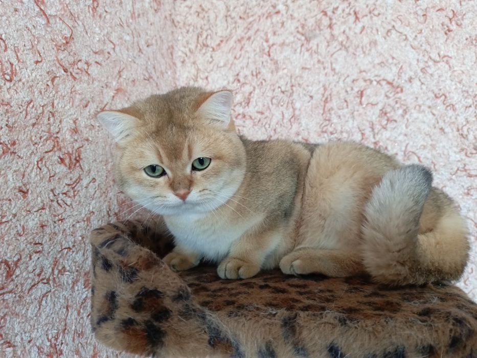 Zalatoy shinshilla oʻgʻil sotuvda