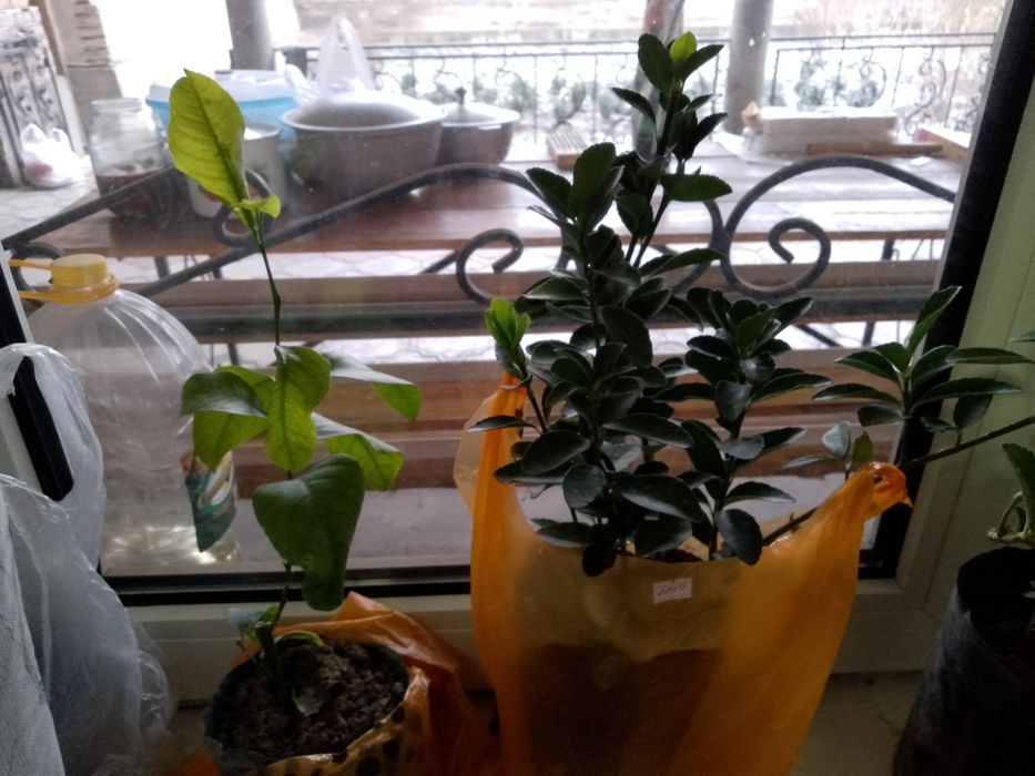 Лимон, бирюсклет, алое