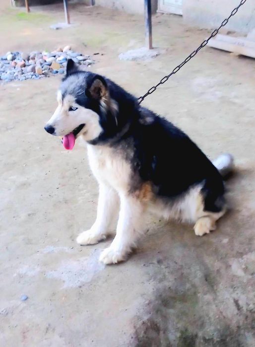 Xaski sotiladi narxi 1.400 kelishiladi jinsi ayol