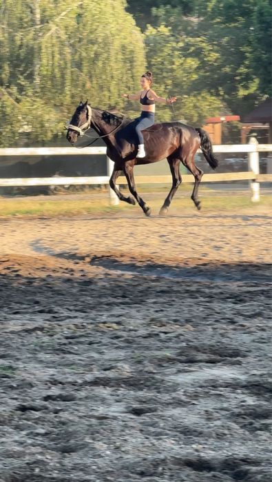 Cal de sport unguresc