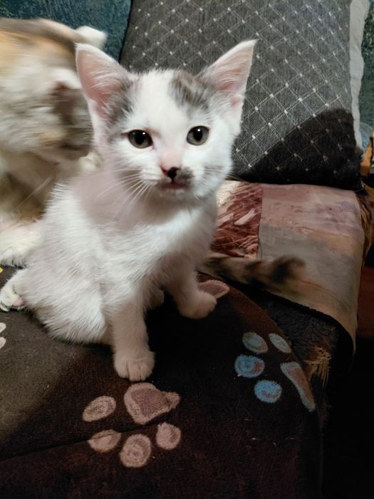 Котёнка в добрые руки