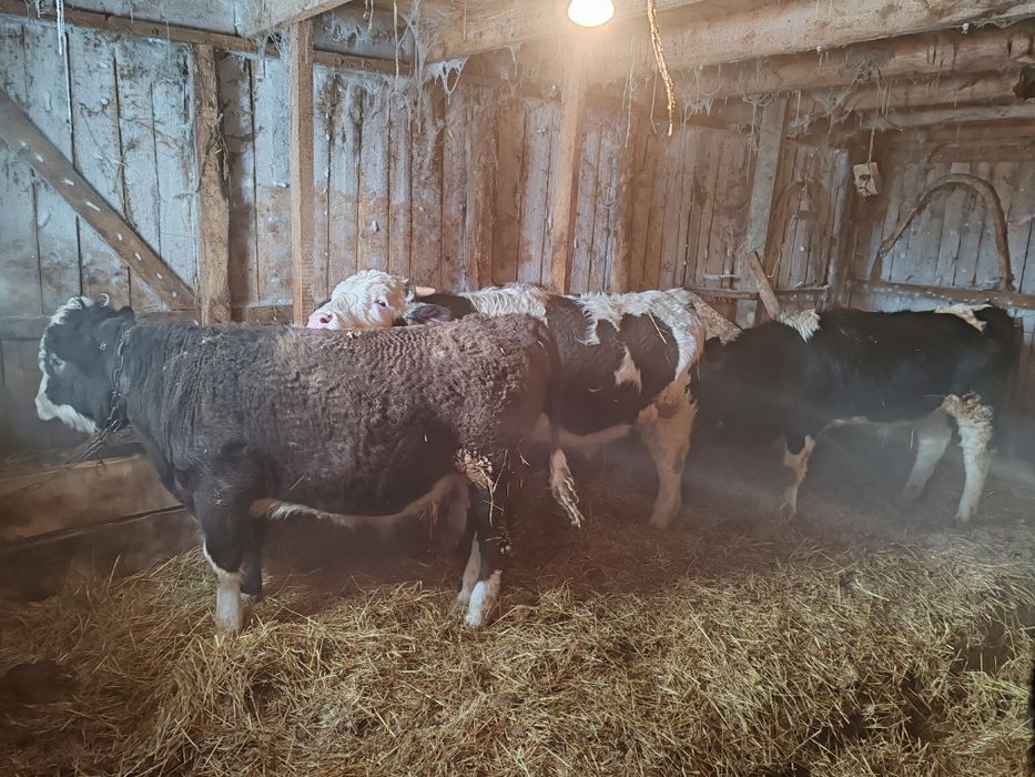 Здравствуйте, продам годовалых быков.