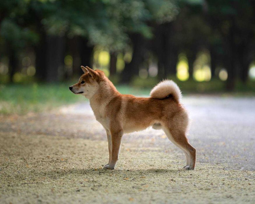 Кобель сиба-ину на вязку