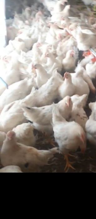 120 кунлик тугишни бошлаган жужалари сотилади