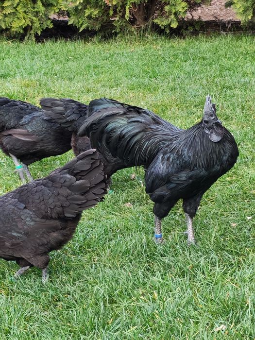 Pui Marans și Ayam Cemani