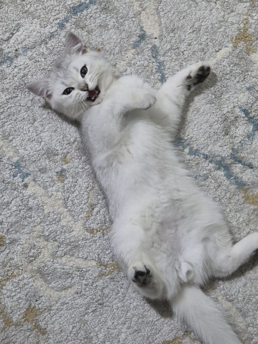 Scottish stright мужичок :)