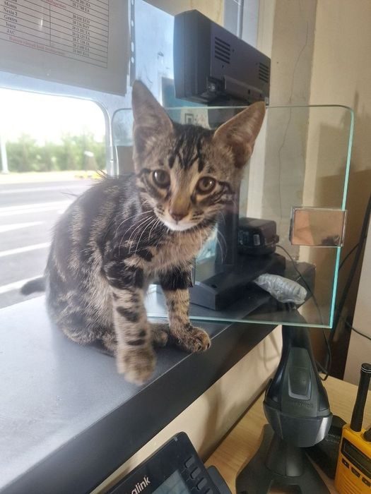 Красивый котик мальчик