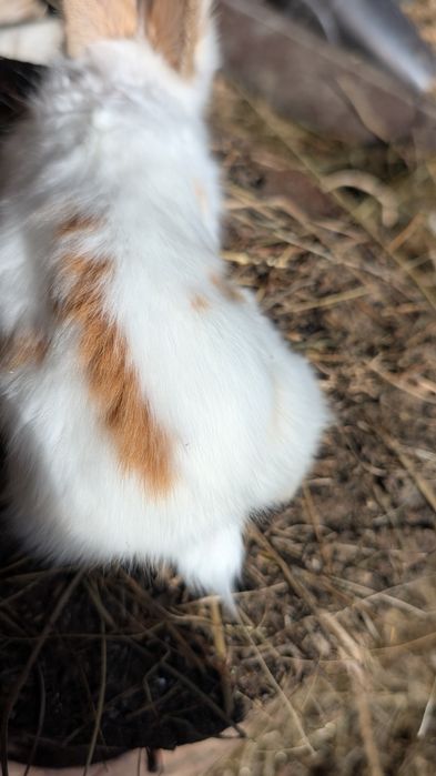 Vând iepuri de Angora !
