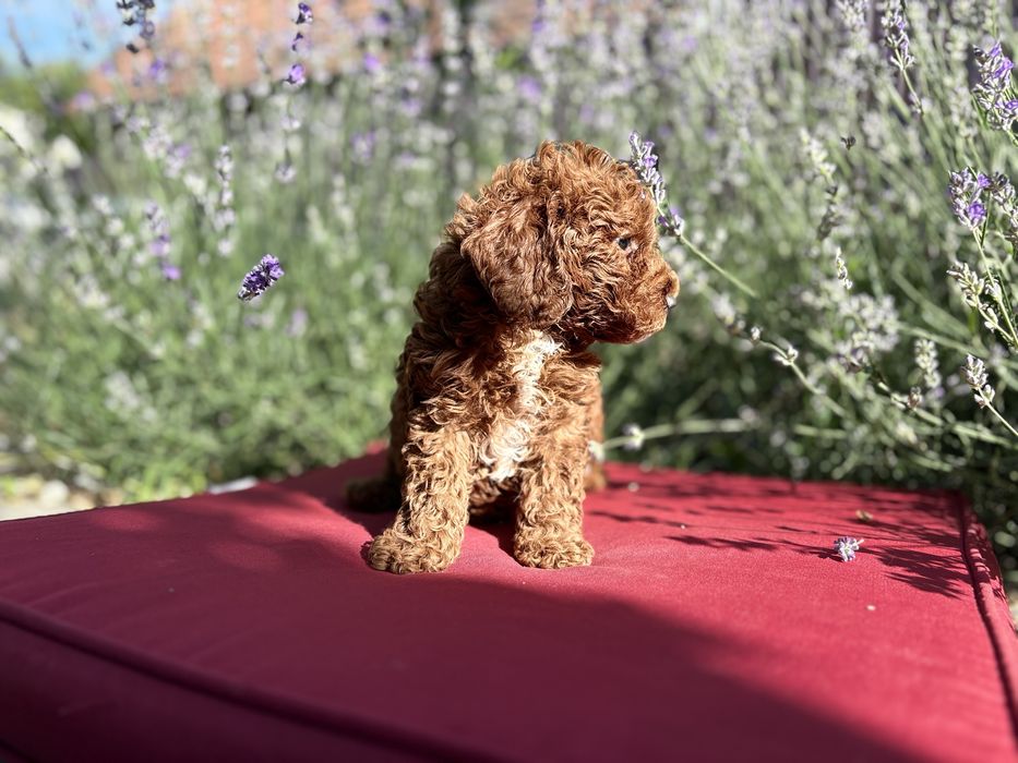 Femela pudel /poodle/caniche