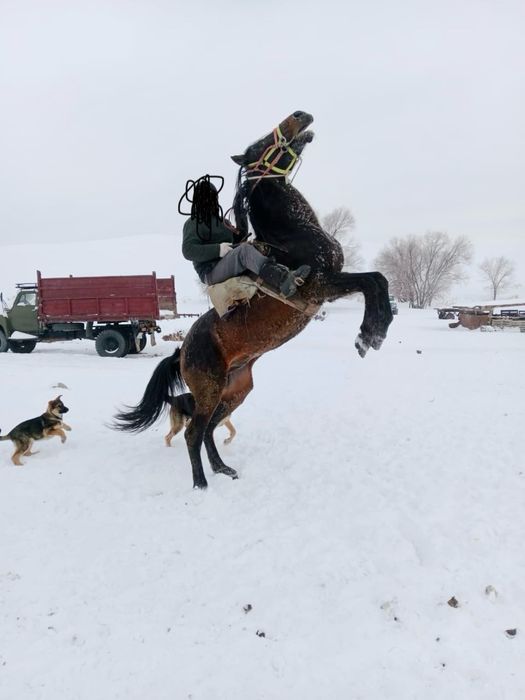 жеребец , айғыр       .