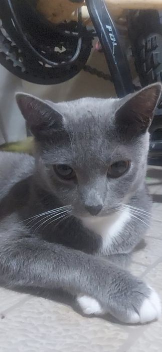 Отдам котенка 1 год