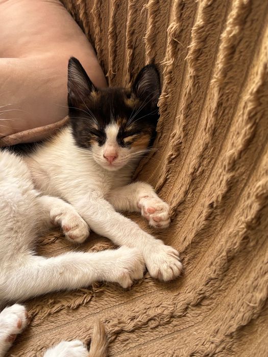 Отдам котят. Трехцветные девочки, рыбе белые мальчики.