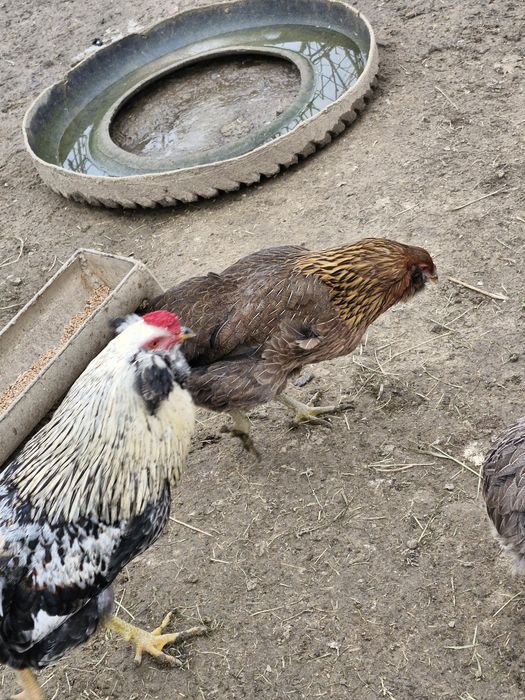 Oua verzi Araucana