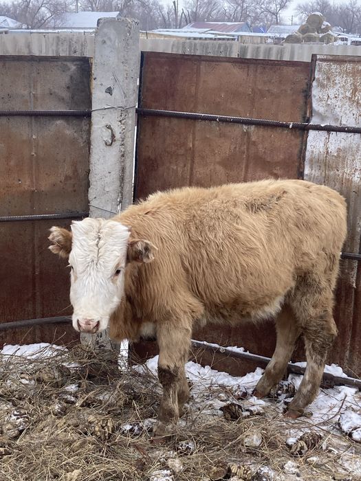 Баспақтар, 230 000