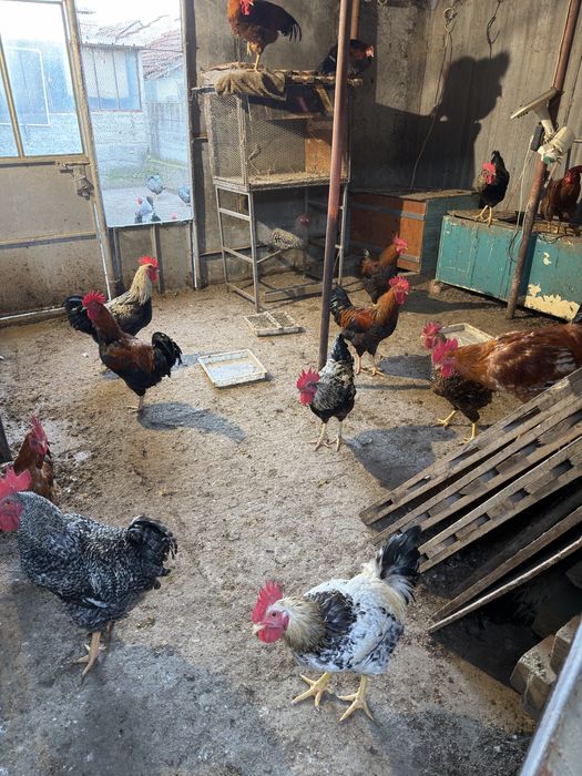 Петли супер харко 6 месеца