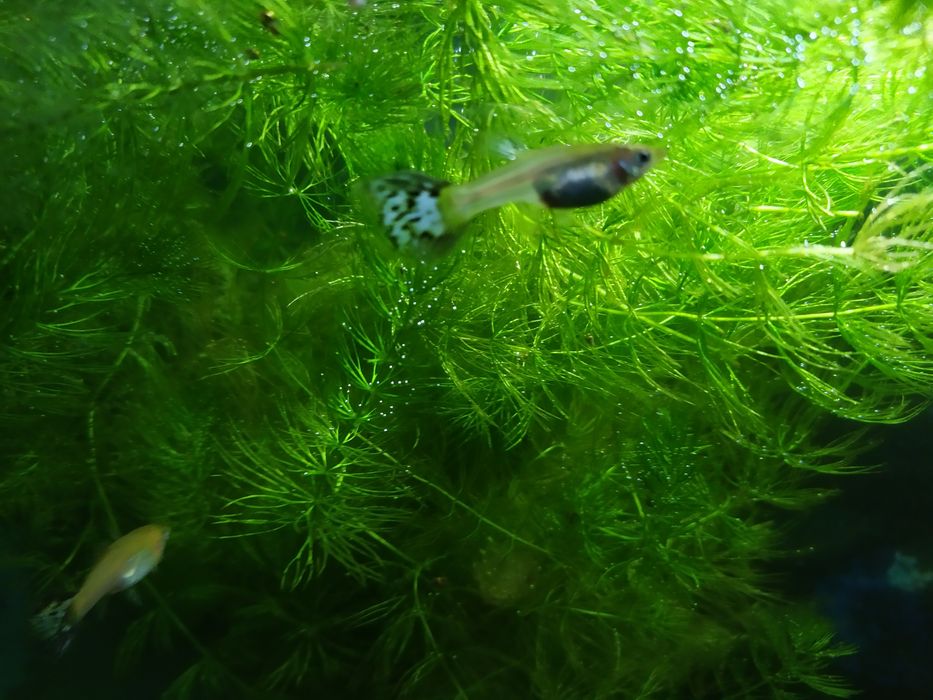 Новый аквариум + бонусы и рыбки.