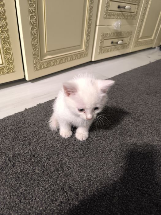 Отдам котенка в добрые руки