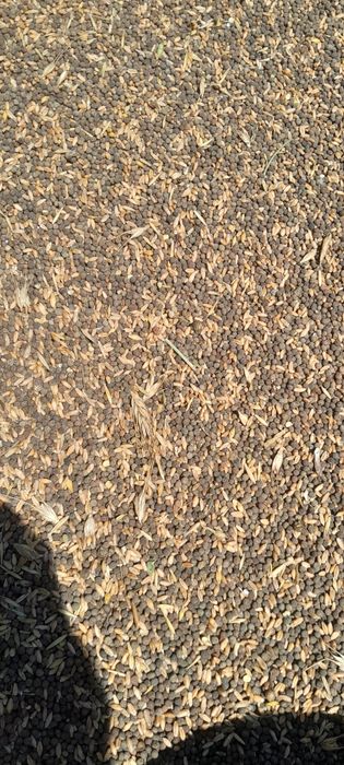Mazariche de toamnă, cu puțin triticale