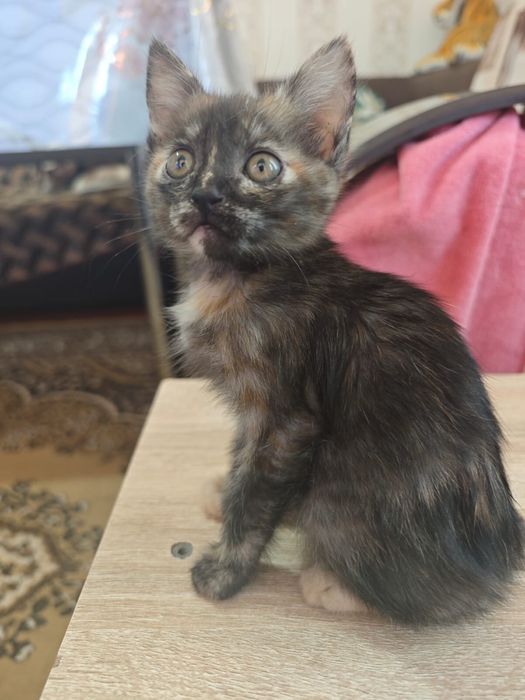 Котята бесплатно срочно