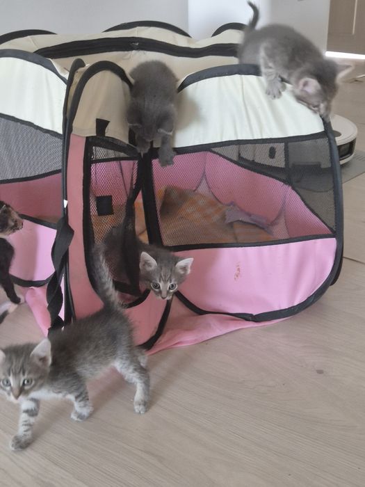 Котята-девочки в добрые руки