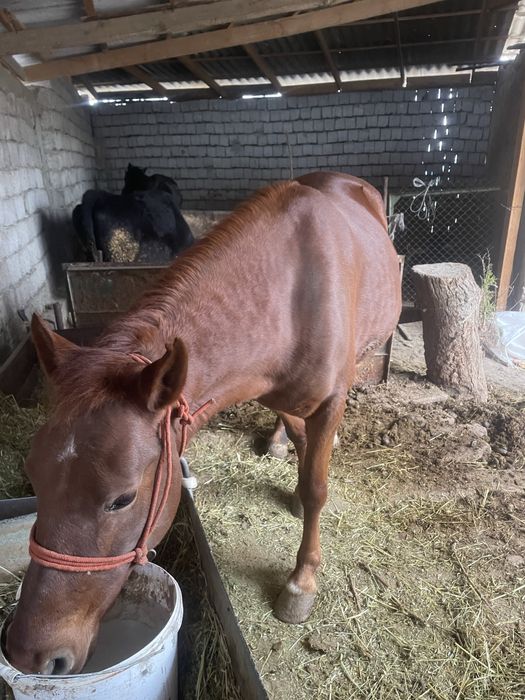 Бие сатылады бордақыда тур