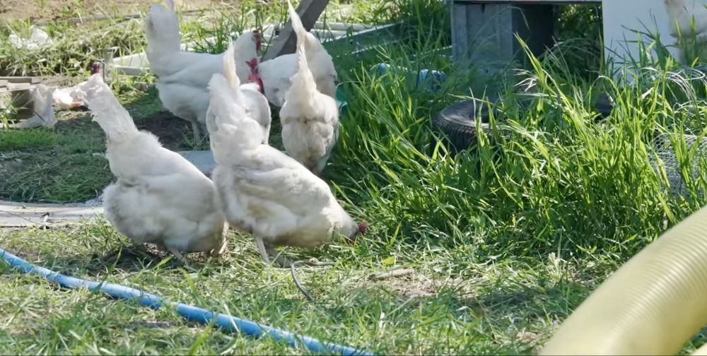 Домашни яйца от пасищни кокошки Супер Био !