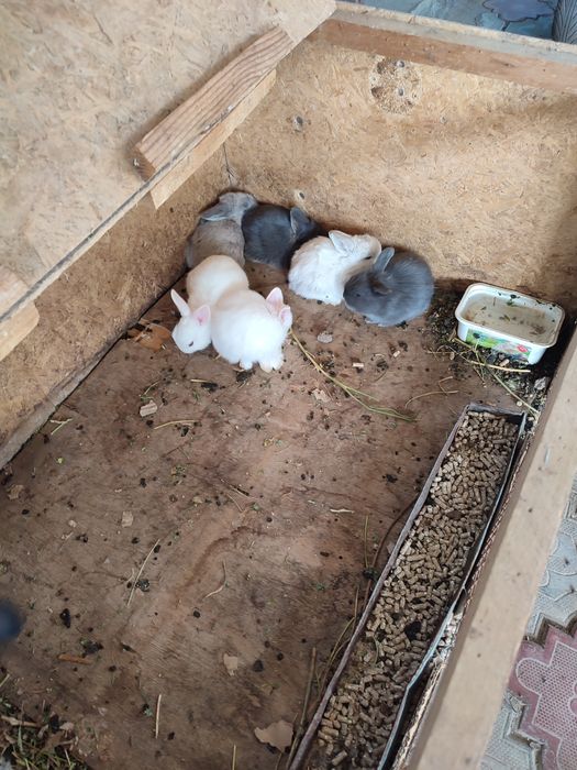 Кролчата декоративные