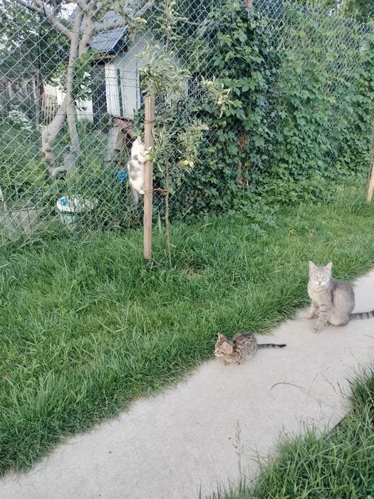 Donez pui pisica