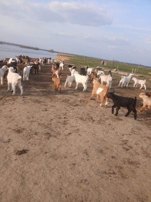 Vând iezi pentru taiat