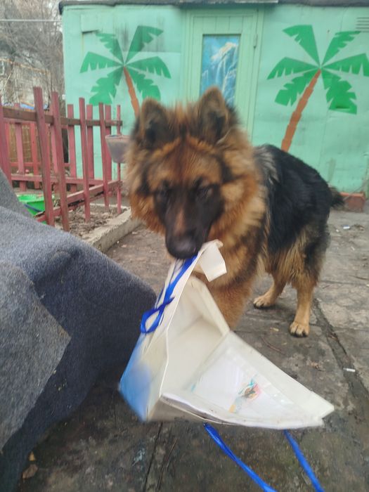 Продаю немецкую авчарку