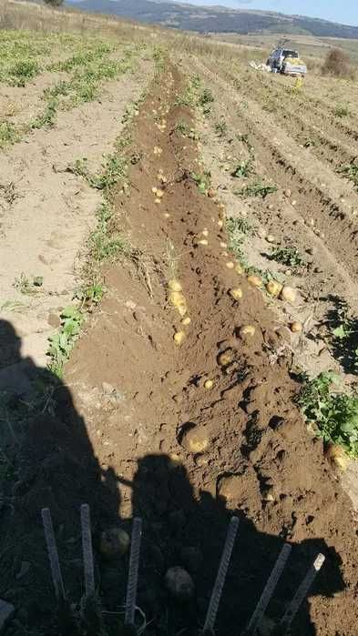 Картоф за семе и консумация (Сорая)