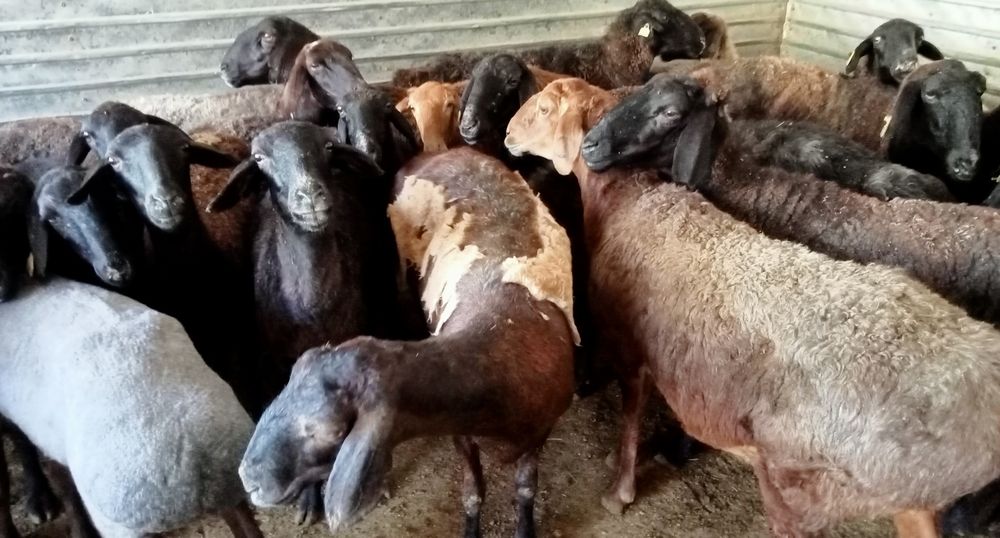 Кои токты бар багылган