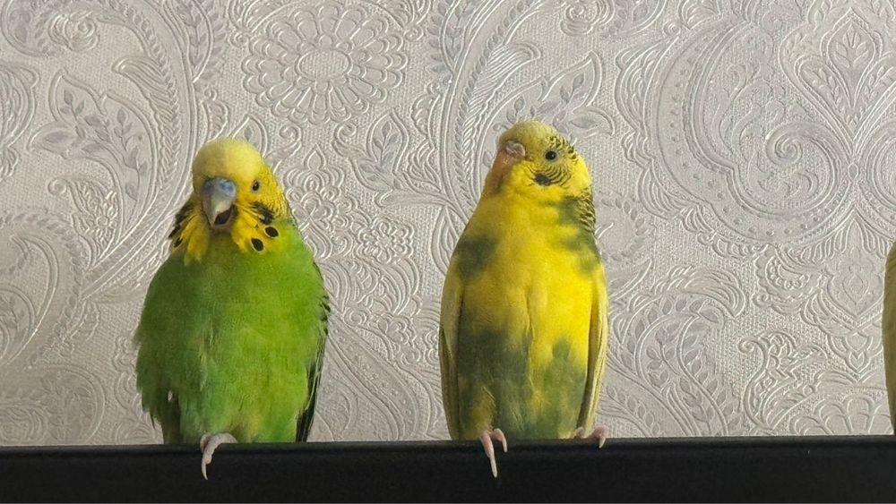 Продам 4 волнистых попугаев