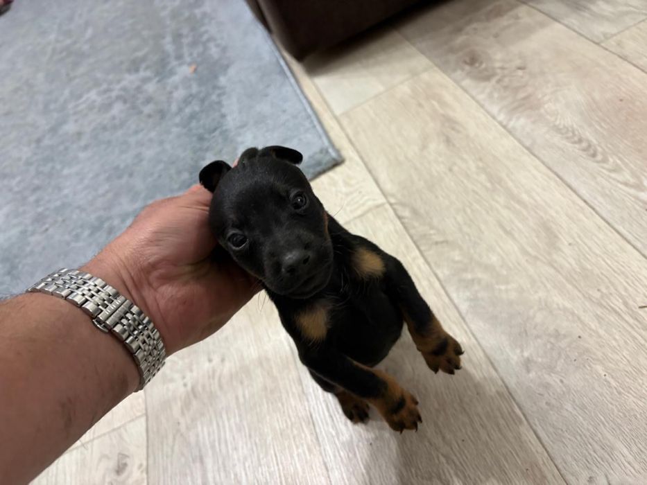 Ягдтерьер щенята