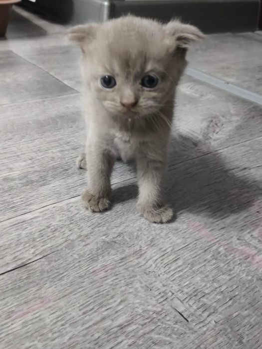 Котята шотландской породы