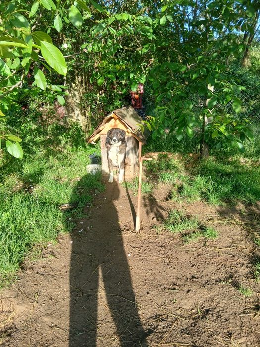 Ofer caine spre adopție