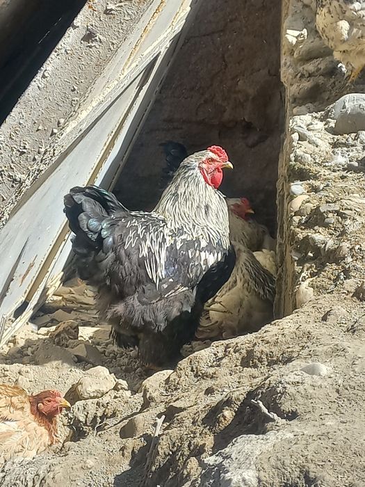 Брама хуруз сотилади обменгаям булади