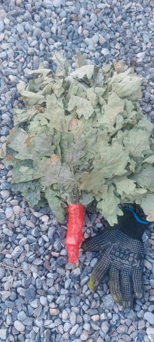 Веник    дубовый