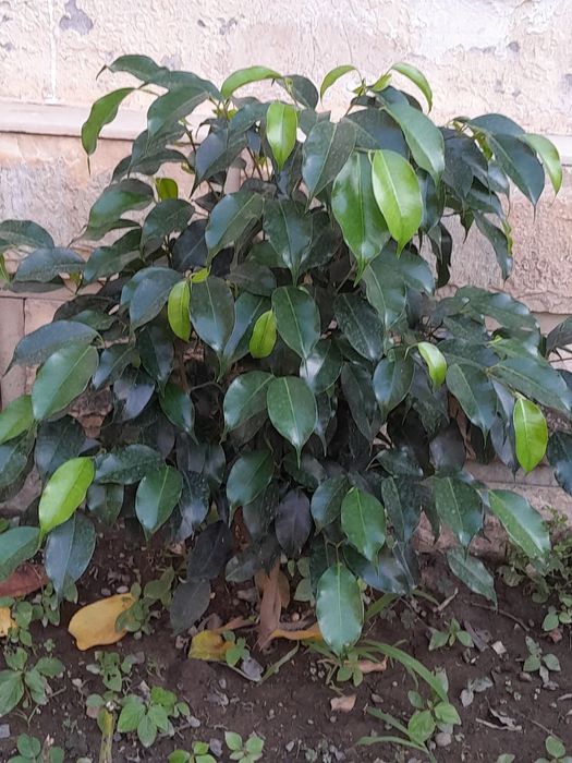 Ficus benjamin gullari sotuvda