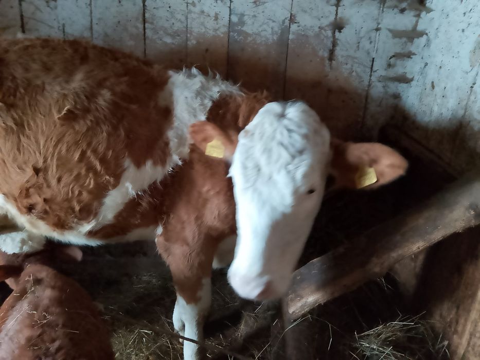 Se vând 2 vaci   tinere si cuminti