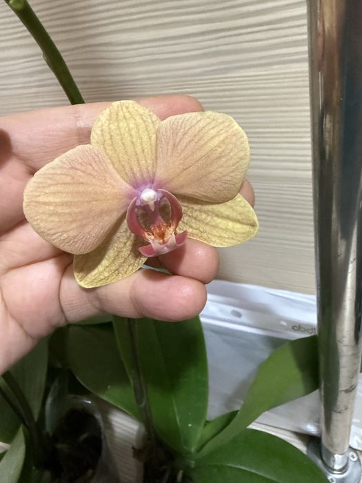 Орхидеи орхидея отцвели