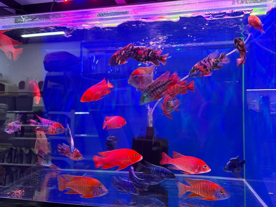 Baliq magazing assartiment kotta